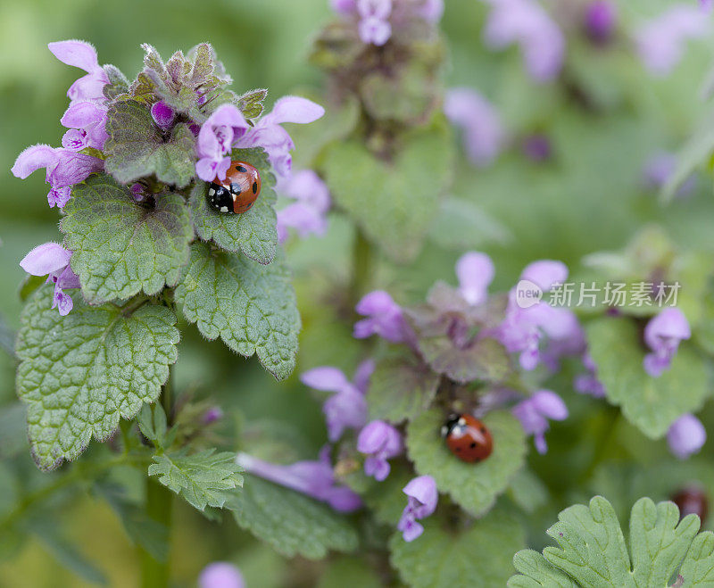 红色死虫(Lamium purpureum)和两只瓢虫